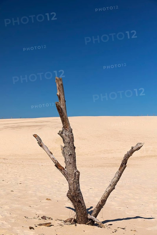 Dead trees protrude from a sand dune on a sunny day with a blue sky. Lacka Dune in the Slowinski National Park, northern Poland on the Baltic Sea coast. 42 metres high and moving at a rate of 3 to 10 metres per year
