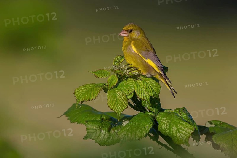Greenfinch, Greenfinch, European Greenfinch, Western Greenfinch, Carduelis chloris, (Chloris chloris), Hockenheim, Baden-Württemberg, Germany