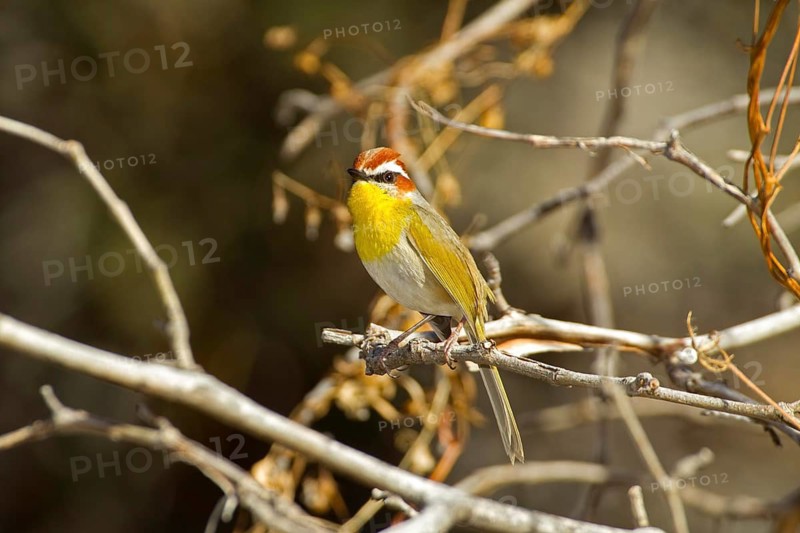 Rufous-capped Warbler Basileuterus rufifrons Santa Rita Mountains, Pima County, Arizona, United States 30 December Adult Parulidae