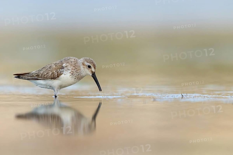 Animal, Animals, Bird, Birds, dunlin (Calidris alpina), Snipe bird, East Khawr / Khawr Ad Dahariz, Heligoland, Schleswig-Holstein, Federal Republic of Germany