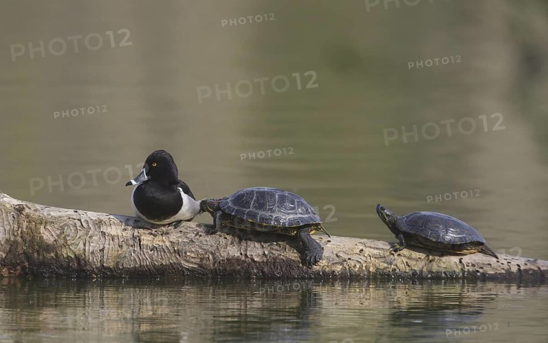Ring-necked Duck (Aythya collaris) male perched with slider turtles on a trunk in water, Washington, USA