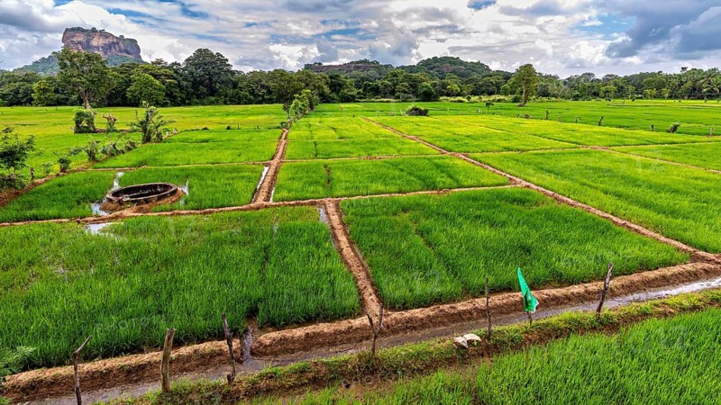 Lush green rice paddies under cloudy sky with a hill in the background, rice paddies on Lion Rock near Sigiriya in Sri Lanka