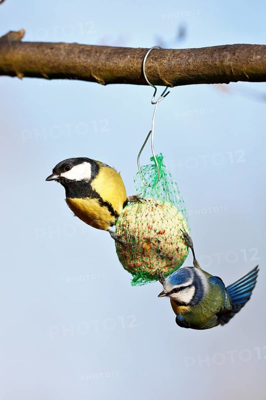 Great tit (Parus major) and blue tit (Cyanistes caeruleus, syn.: Parus caeruleus), two birds at a tit dumpling, winter feeding of songbirds, Middle Elbe Biosphere Reserve, Dessau-Roßlau, Saxony-Anhalt, Germany