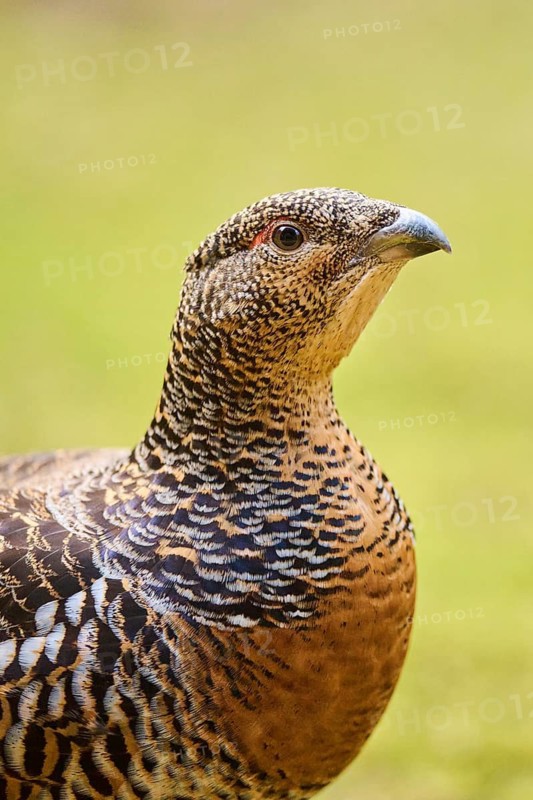 Western capercaillie (Tetrao urogallus) female (hen) portrait, Bavaria, Germany