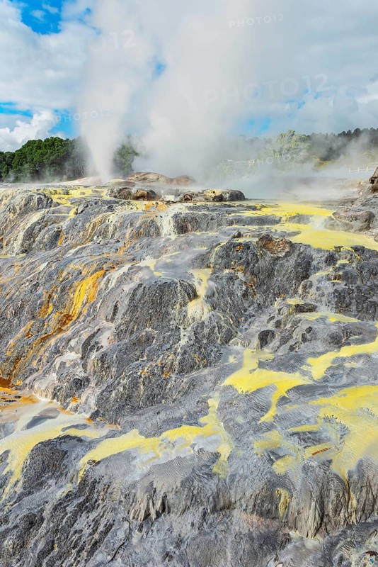 Prince of Wales and Pohutu geysers erupting, Te Puia Thermal Valley, Rotorua, Bay of Plenty, North Island, New Zealand
