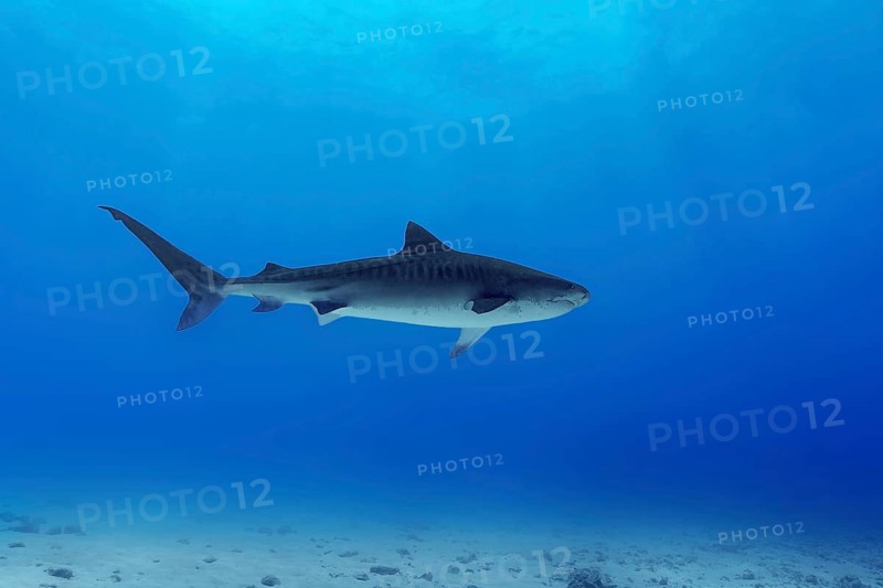 A majestic tiger shark glides through the vibrant blue waters of the Maldives. The serene underwater scene highlights the beauty and grace of this remarkable marine predator