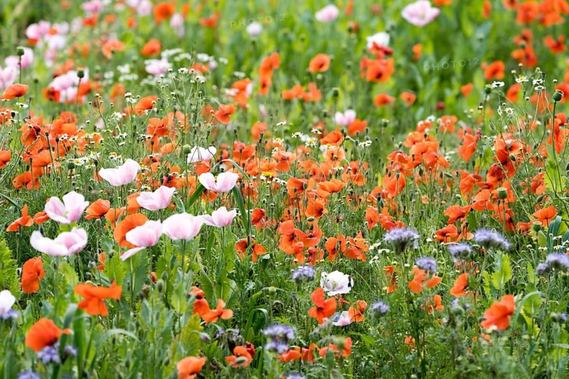 Fields of wildflowers, Germerode, Werra-Meissner district, Hesse, Germany