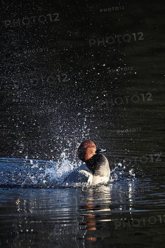 Common Pochard (Aythya ferina), male during plumage care, Rootsee, Canton Lucerne, Switzerland