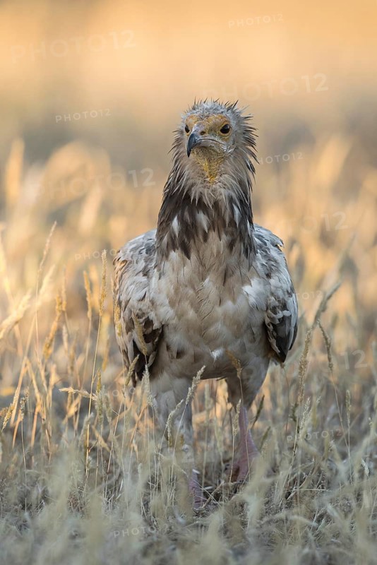 Egyptian Vulture (Neophron percnopterus) in field, Castile-La Mancha, Spain