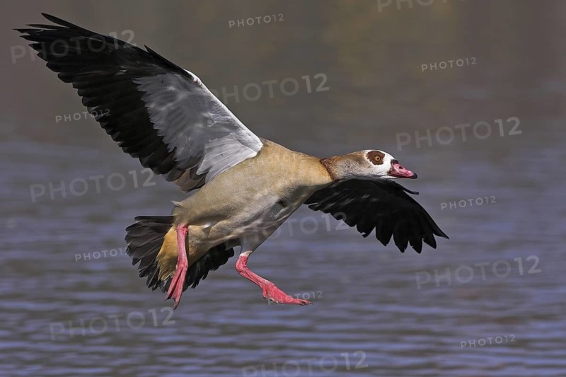 Egyptian Goose (Alopochen aegyptiaca) flying, Baden-Wuerttemberg, Germany
