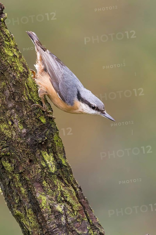 Eurasian Nuthatch (Sitta europaea) perched on a tree trunk, Poland