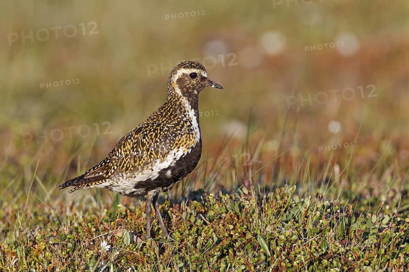 European Golden Plover (Pluvialis apricaria), Iceland