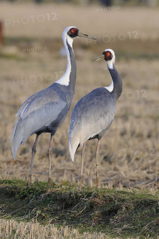 White-naped Crane (Antigone vipio), Arasaki, Japan