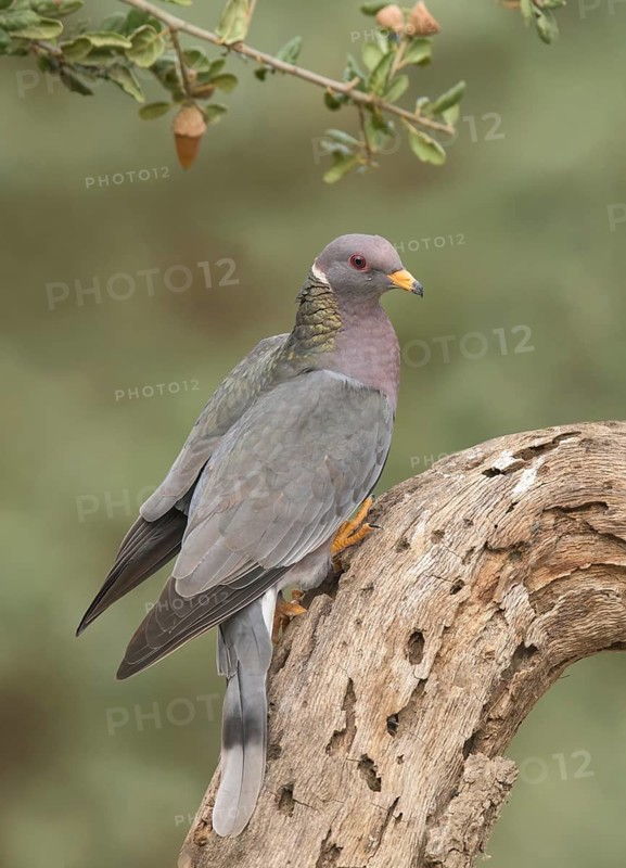 Band-tailed Pigeon (Patagioenas fasciata), California, USA
