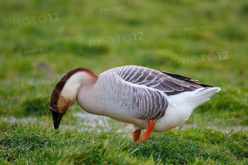 Swan Goose (Anser cygnoides) foraging, Netherlands