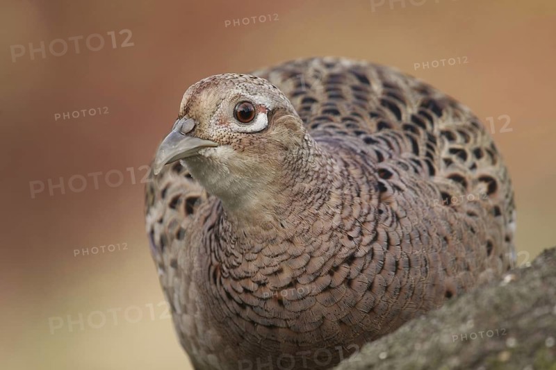 Common Pheasant (Phasianus colchicus) female, Lower Saxony, Germany