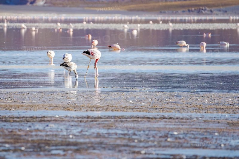 A stunning view of flamingos wading in the serene waters of Laguna Grande in Catamarca, Argentina, capturing the natural beauty and tranquility of these graceful birds in their habitat