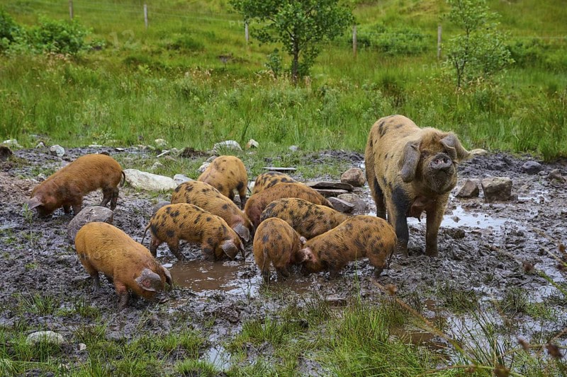A sow with piglets in the muddy area of a green field, pig breed, Oxford Sandy and Black, Scotland, United Kingdom, Great Britain