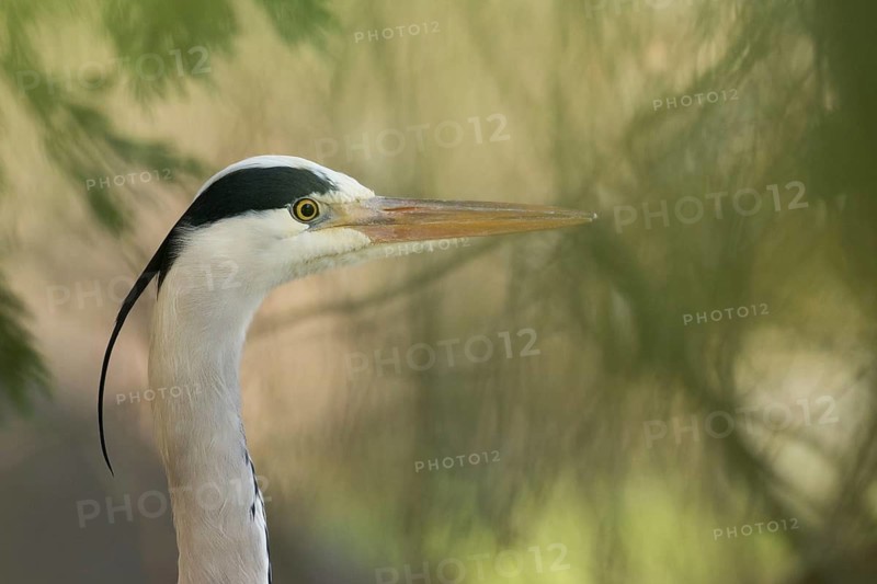 Grey Heron (Ardea cinerea), Baden-Wuerttemberg, Germany