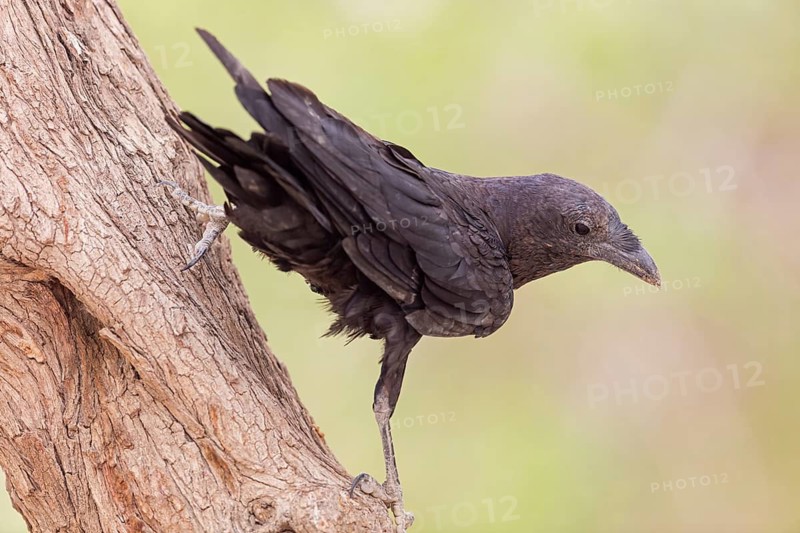 Bristle Raven, (Corvus rhipidurus), animals, birds, raven, raven, passerine bird of the raven family, Ein Gedi Reserve, En Gedi, HaDarom, Israel