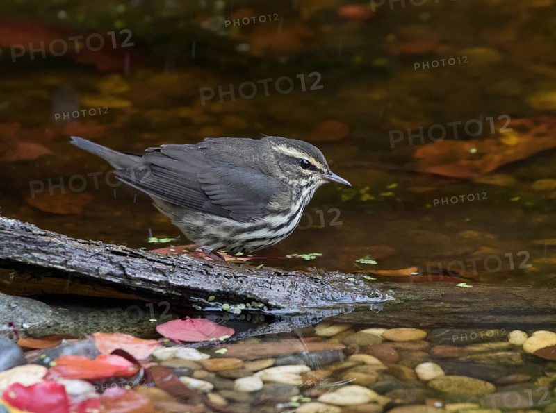 Northern Waterthrush, Parkesia noveboracensis, perched in the fall in Saskatoon, Saskatchewan