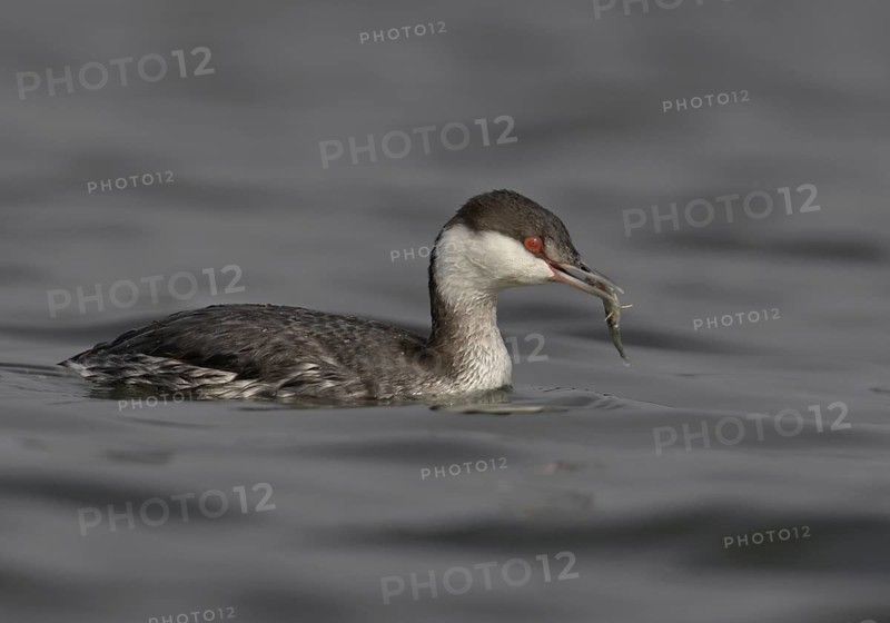 Horned Grebe (Podiceps auritus), California, USA