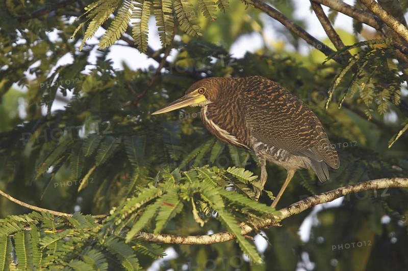 Rufescent Tiger Heron (Tigrisoma lineatum), Ecuador