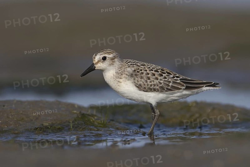 Semipalmated Sandpiper (Calidris pusilla), Ohio, USA