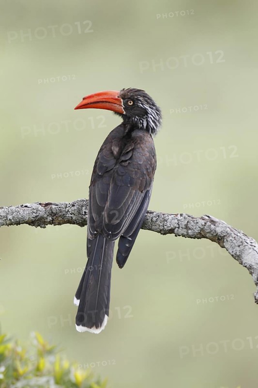 Crowned Hornbill (Lophoceros alboterminatus), Masai Mara, Kenya
