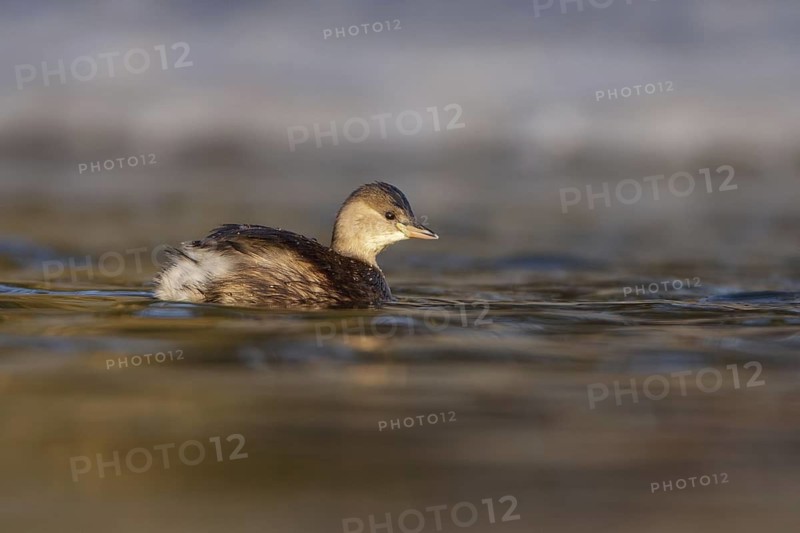 Little Grebe (Tachybaptus ruficollis), Berlin, Germany