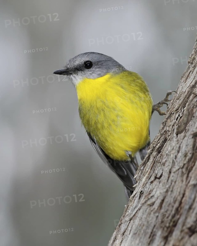 Eastern Yellow Robin (Eopsaltria australis), Victoria, Australia