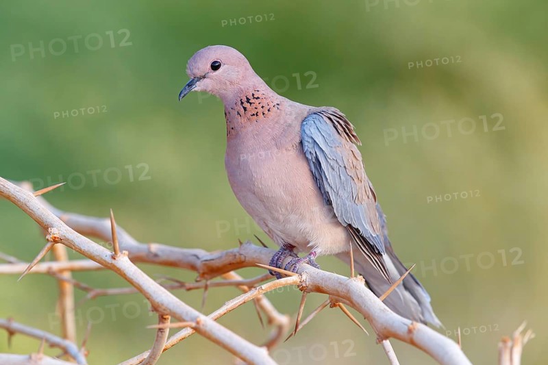 Palm Pigeon, (Streptopelia senegalensis), Gambia, Africa, Pigeon family, Tendaba camp / Tendaba photo hide, Kwinella, South Bank, Gambia