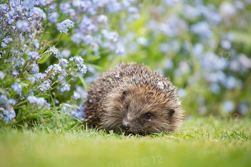 European hedgehog (Erinaceus europaeus) adult animal on a garden grass lawn by a flower border filled with Forget-me-not flowers in springtime, Suffolk, England, United Kingdom