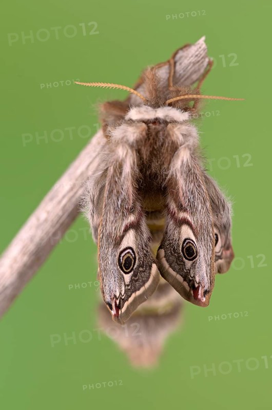 Small emperor moth (Saturnia pavonia), female, unfolding wings after hatching, Germany