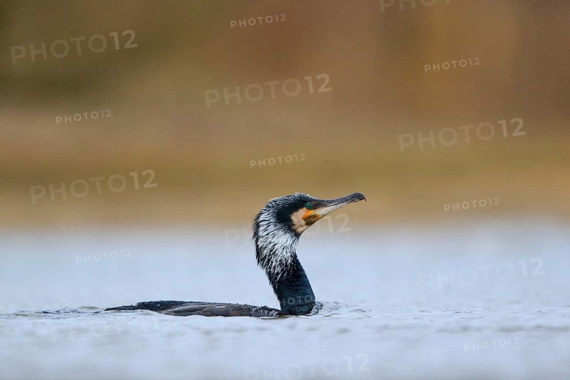 Great Cormorant (Phalacrocorax carbo), North Rhine-Westphalia, Germany