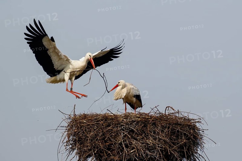 White Stork (Ciconia ciconia) pair in nest, North Rhine-Westphalia, Germany