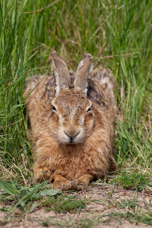 European brown hare (Lepus europaeus) adult animal sleeping in grassland in spring England, United Kingdom