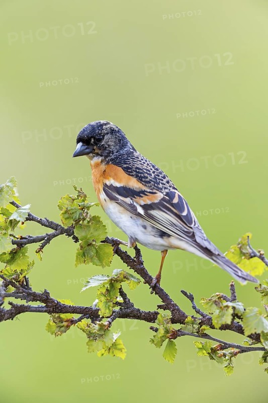 Mountain finch, Northern finch, finch family, (Fringilla montifringilla), animals, birds, songbirds, Varanger Bird Park, Finnmark, Norway