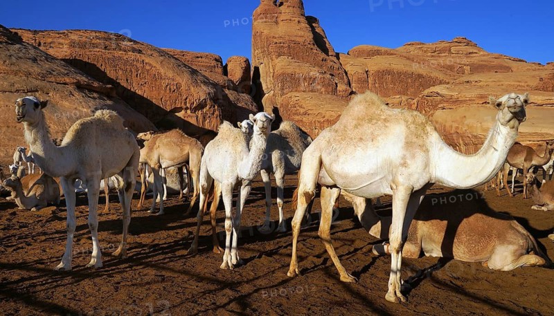Camel, camels, (Camelidae), resting, desert, animal, animals, mammal, mammals, several, group, caravan, means of transport, kingdom. Saudi Arabia, Middle East, Saudi Arabia