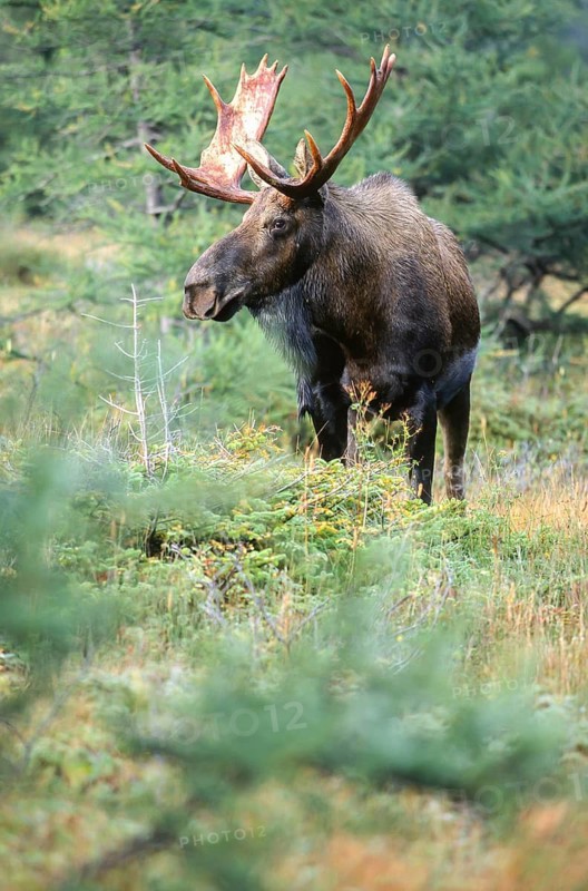 Moose. Alces alces. Bull moose standing and watching. Gros Morne national park. Province of Newfoundland. Canada
