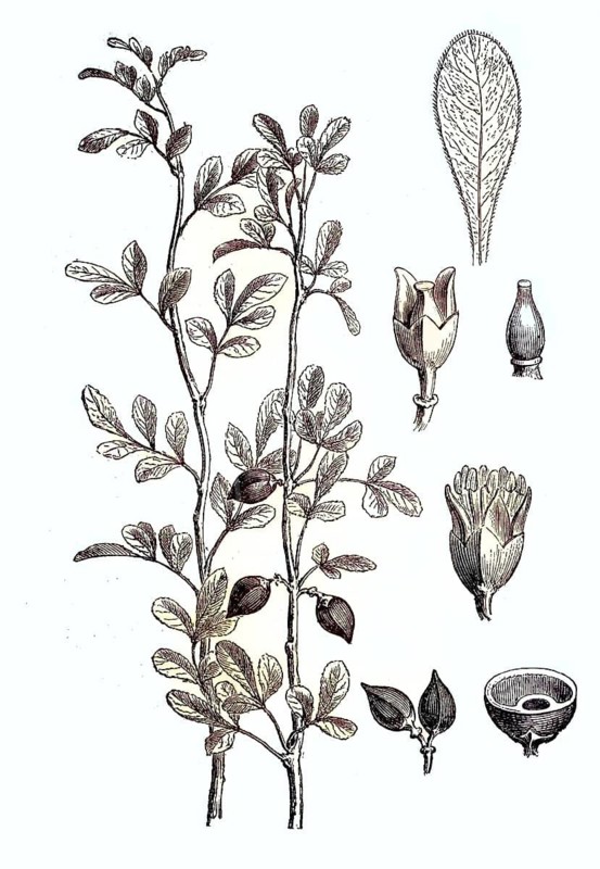 Twig, blossom and fruit of Myroxylon, 1870 / Zweig, Blossom und Frucht des Balsambaums, 1870, Balsamodendron giladense, Historisch, historical, digital improved reproduction of an original from the 19th century / digital reproduction of an original from the 19th century
