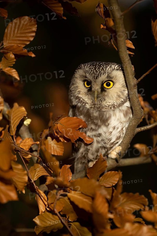 Boreal Owl (Aegolius funereus) captive, Bavaria, Germany