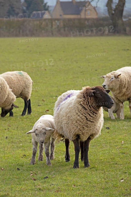 Sheep, ewe with lamb, sheep pasture, public footpath, Moreton-in-Marsh, Cotswolds, England, Great Britain