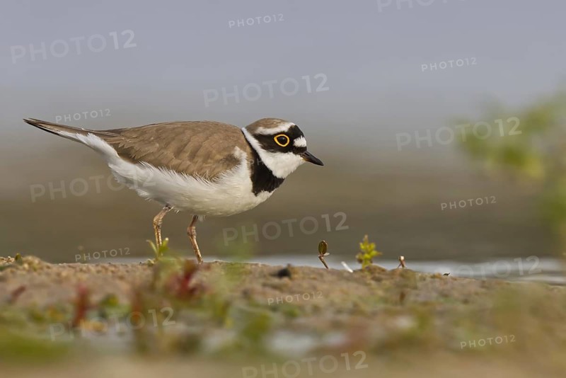 Little Ringed Plover (Charadrius dubius) male foraging, North Rhine-Westphalia, Germany