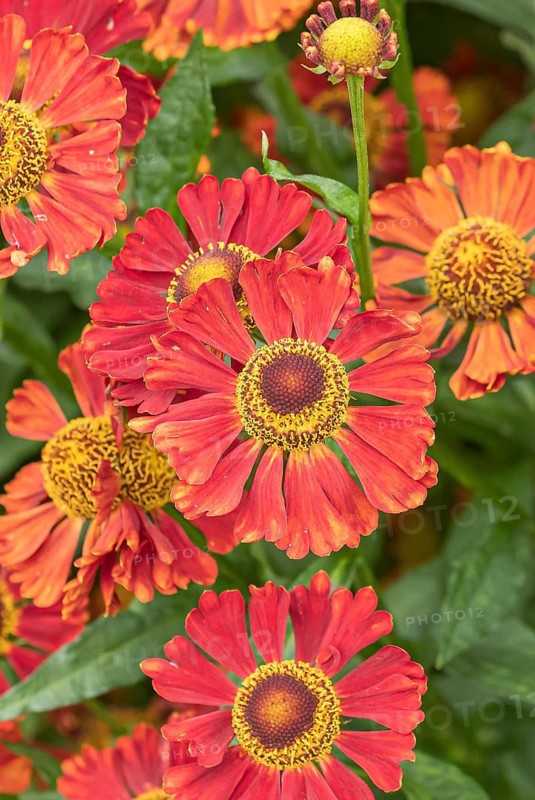 Sunflower (Helenium 'Indian Summer'), RHS Garden Bridgewater, Great Britain