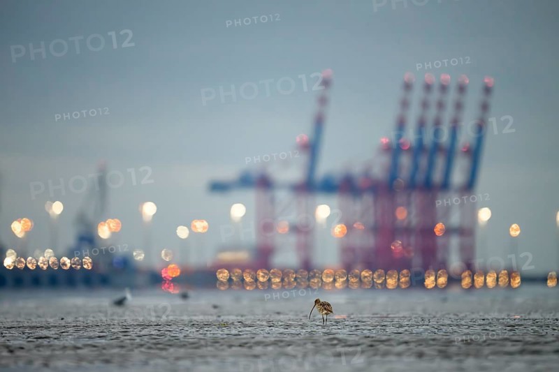 A Eurasian curlew (Numenius arquata) looking for food in the mudflats at low tide in front of the container bridges of the Jade -Weser port with blurred harbour lights at night, with bokeh effect, Eckwarderhörne, Jade Bay, Lower Saxony, Germany