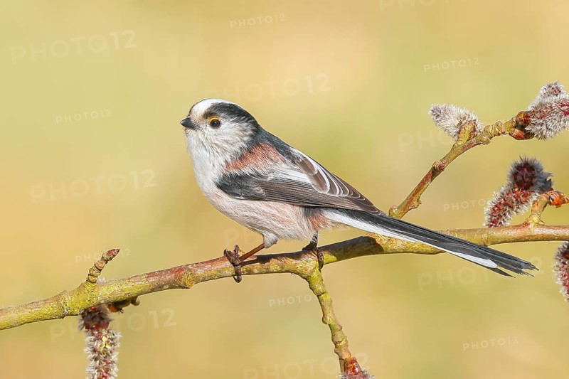 Long-tailed Tit (Aegithalos caudatus) sitting on a branch of a black poplar (Populus nigra), Wildlife, Animals, Birds, Tits, Siegerland, North Rhine-Westphalia, Germany