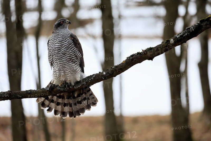 Hawk (Astur gentilis), adult, female, on tree, in winter, alert, Bohemian Forest, Czech Republic, Europe, Germany
