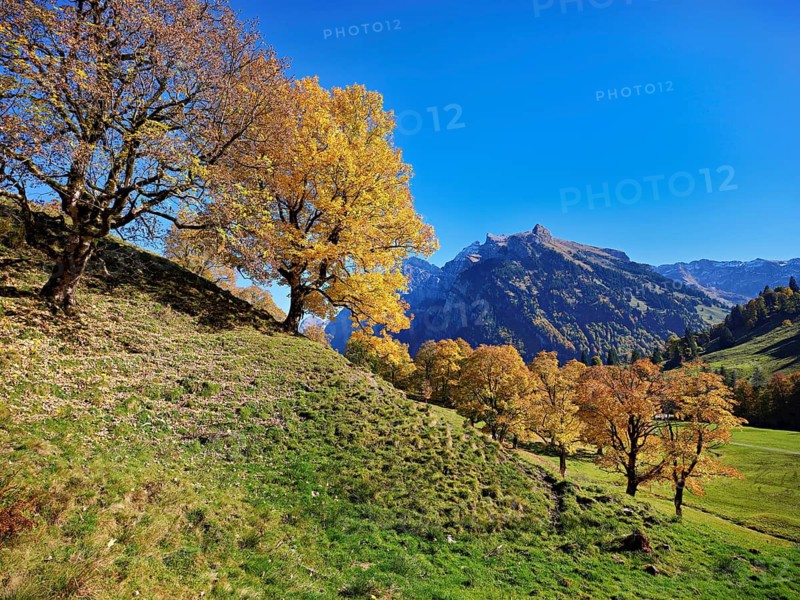 Old sycamore maple (Acer pseudo plantanus), in autumnal discolouration, Canton Glarus, Switzerland