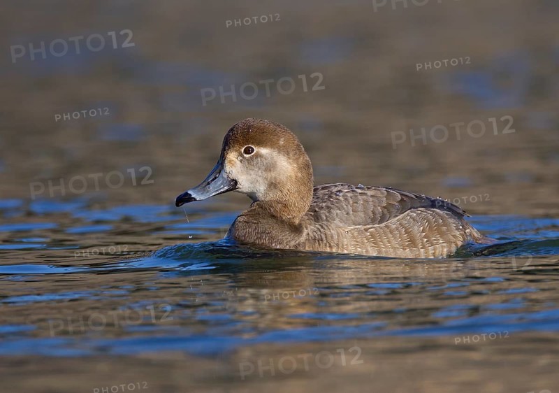 Redhead (Aythya americana) female, Ohio, USA